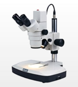 Stereo Microscope
